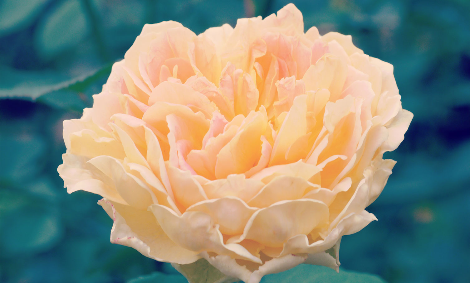 Top 10 Roses For Mom BloomNation Blog