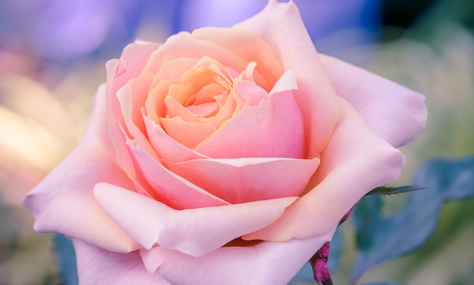 Top 10 Roses For Mom BloomNation Blog