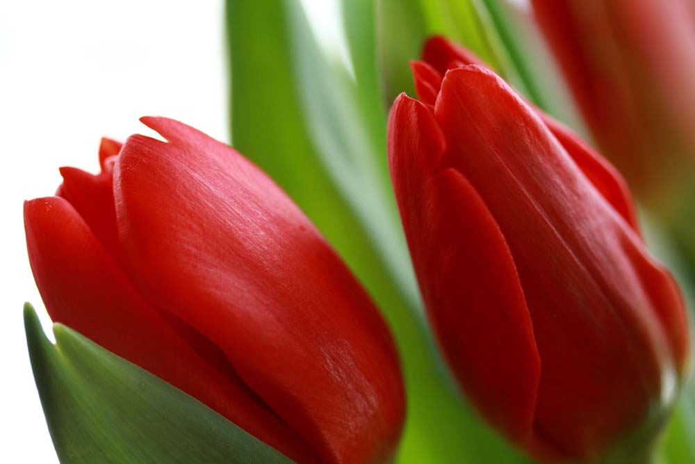What Colors do Tulips Come in? BloomNation Blog